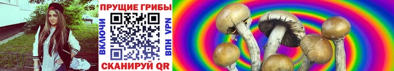 это наркотические препараты Александров Галлюциногенные грибы Psilocybine cubensis